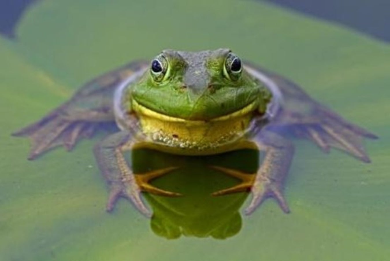 How To Gig Frogs In The Water? Techniques For A Successful, 60% OFF